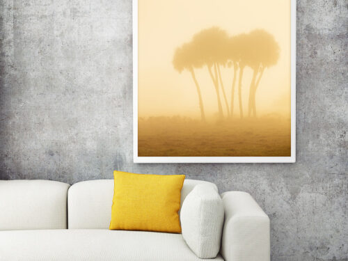 Florida landscape photography prints