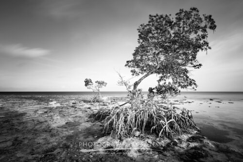 Mangroves in Keys West Florida landscape photography