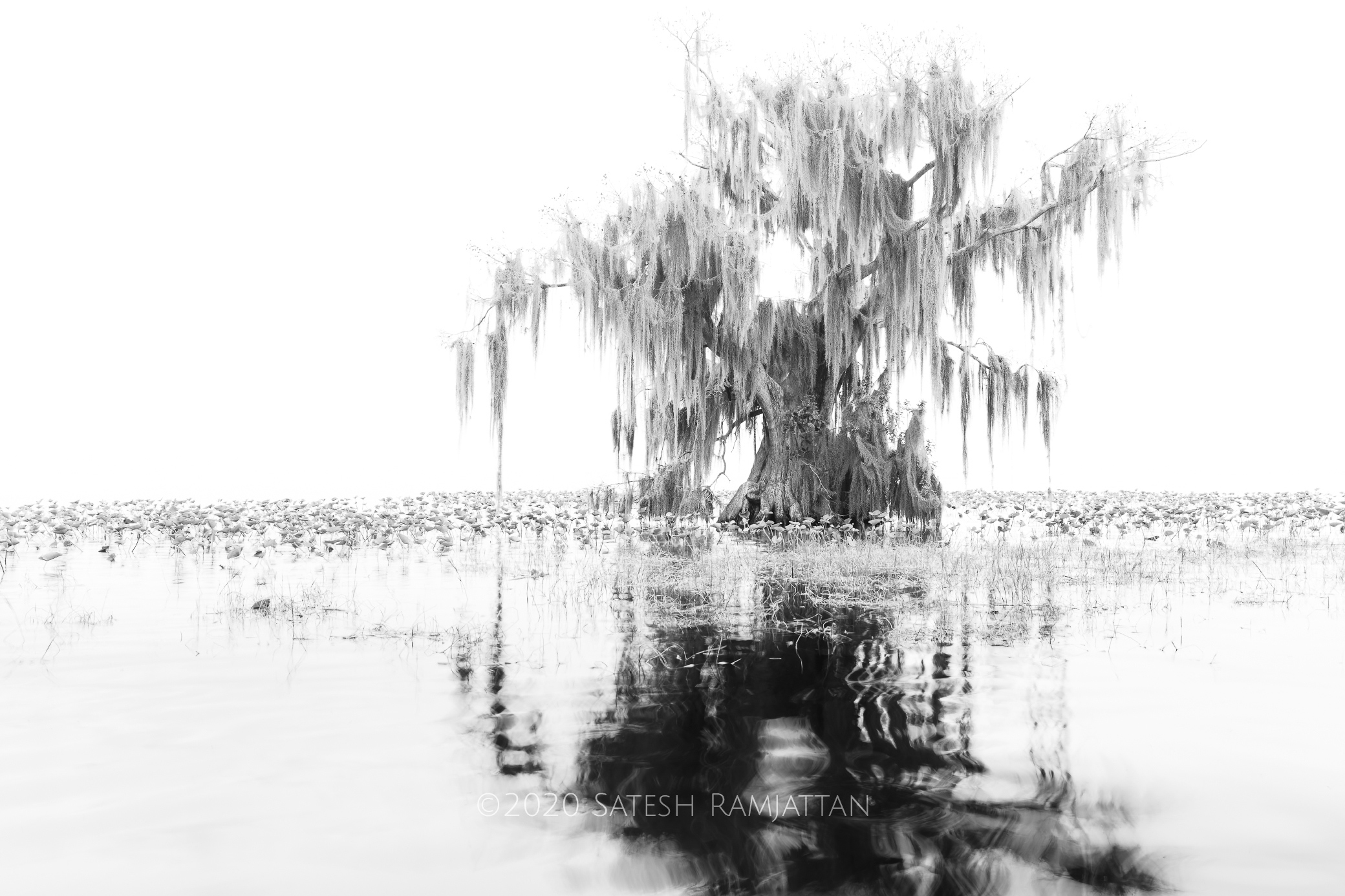 Lake Istokpoga Cypress Black and White