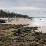 Black Rock Beach Big Talbot Island