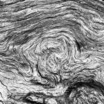 Texture from a fallen tree Boneyard Beach Big Talbot Island