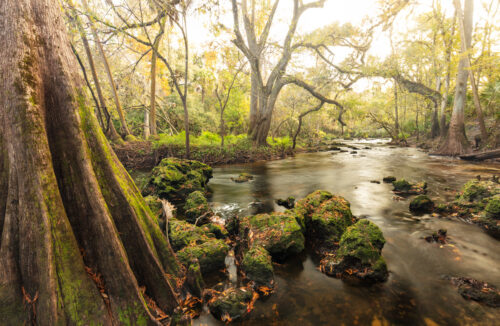 florida landscape photography hillsborough river