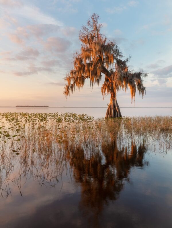 Florida nature photography