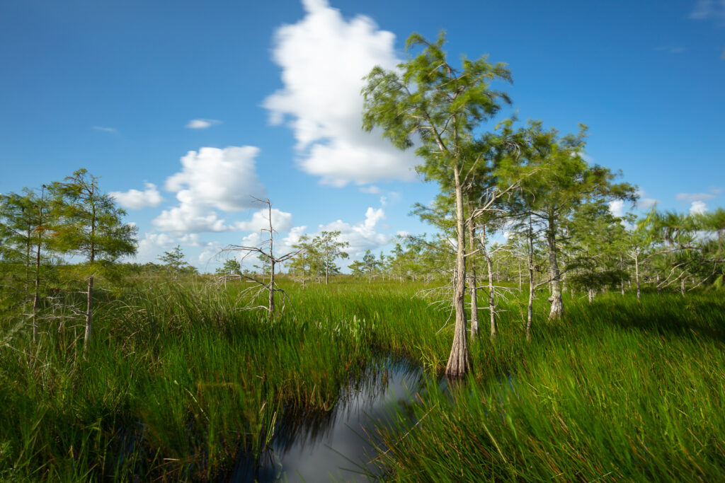 Florida Everglades photography