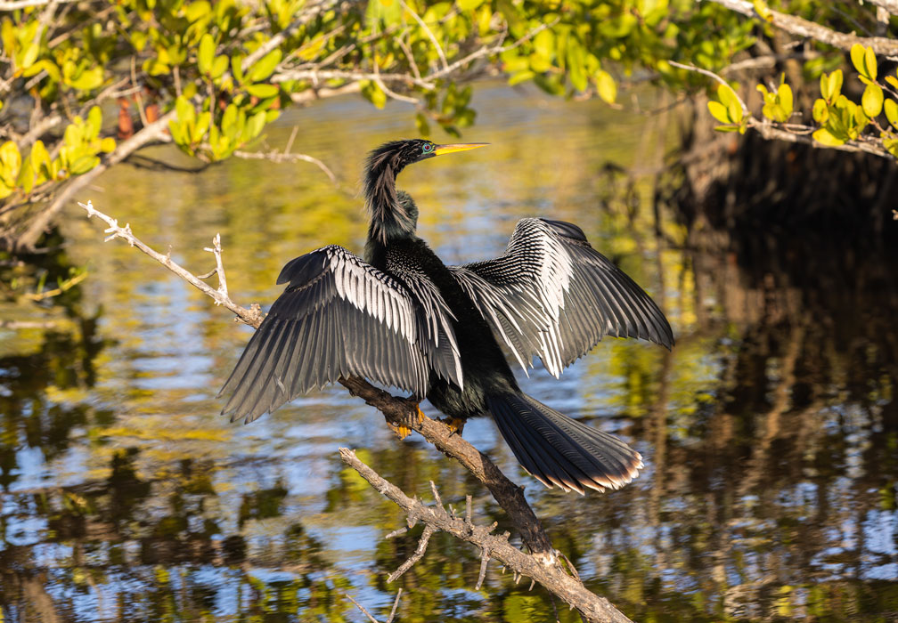 anhinga everglades