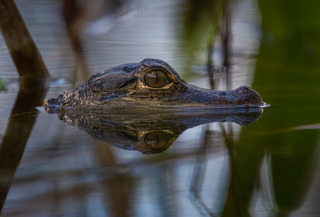 baby alligator everglades