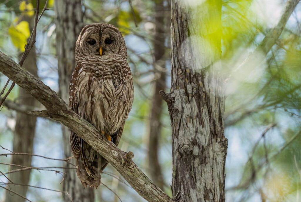 barred owl everglades