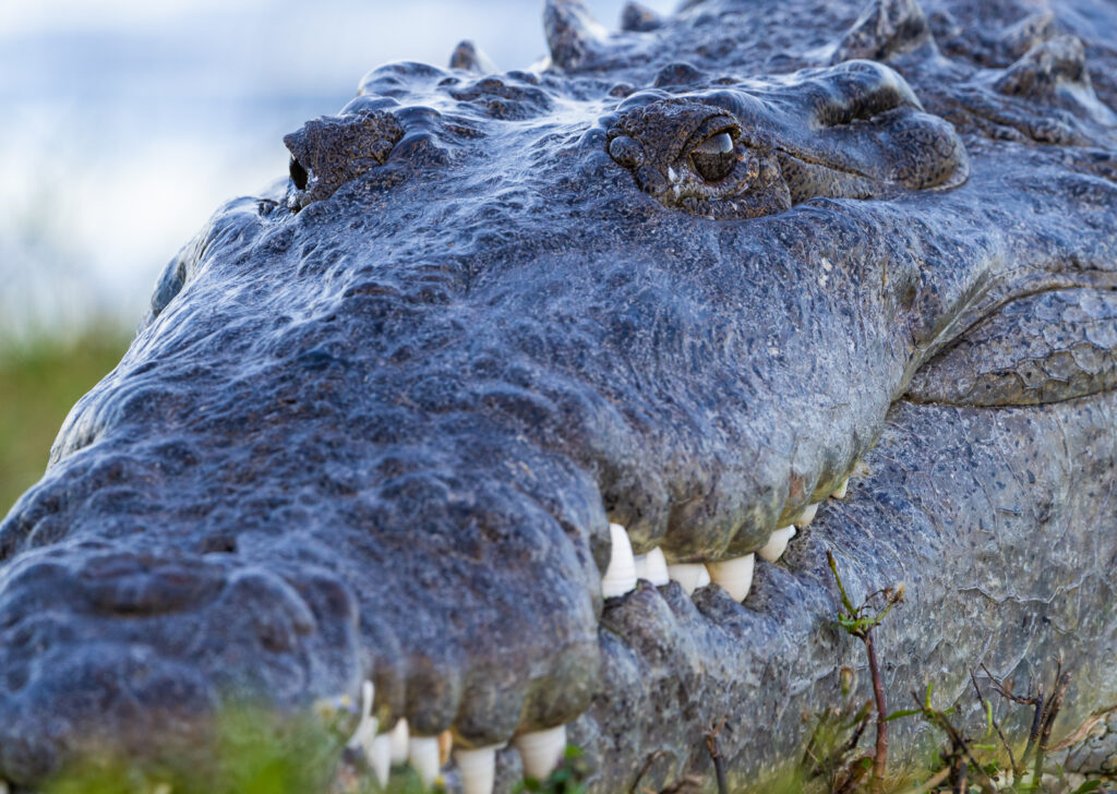 croczilla everglades