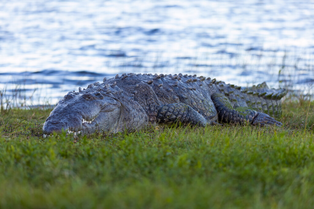 american crocodile everglades