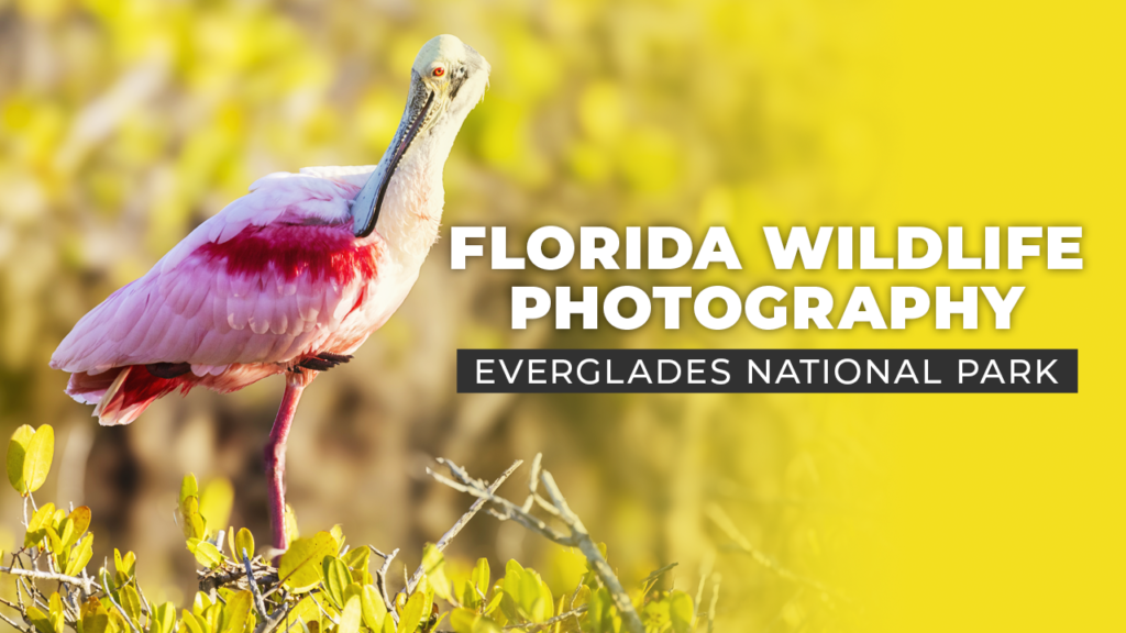 Florida wildlife photography