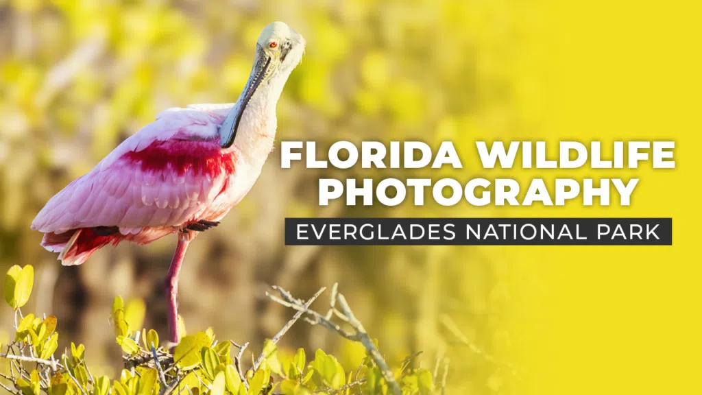 Florida wildlife photography