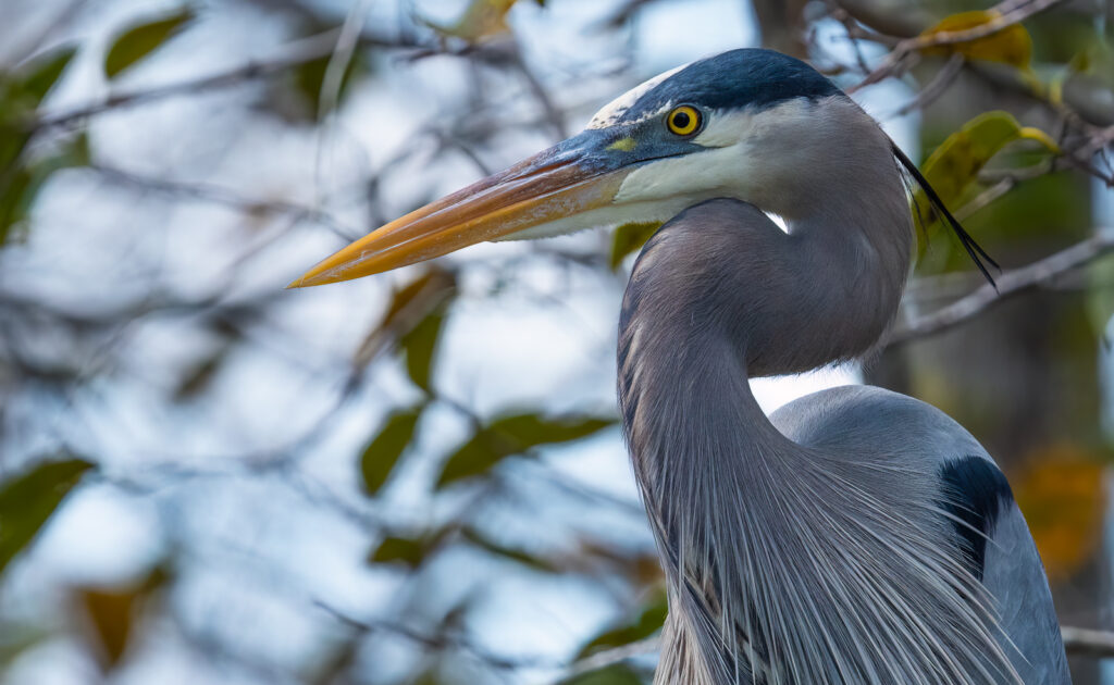 great blue heron everglades