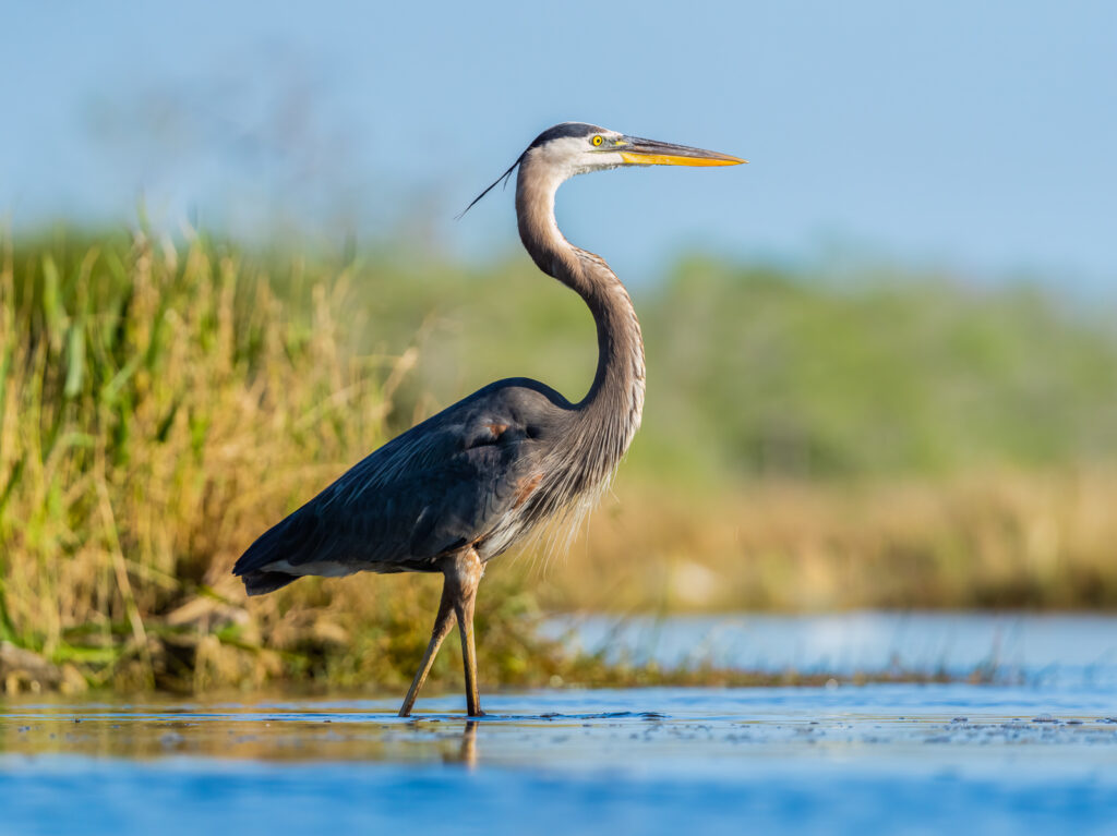 great blue heron everglades