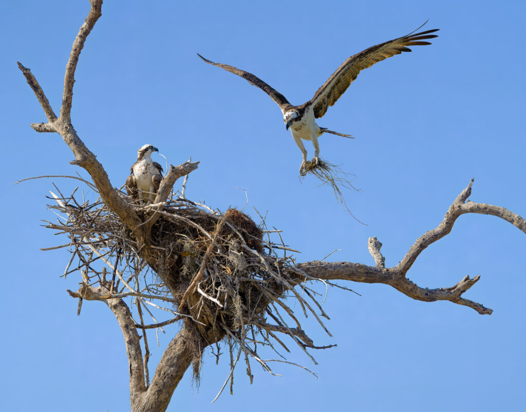 osprey and nest