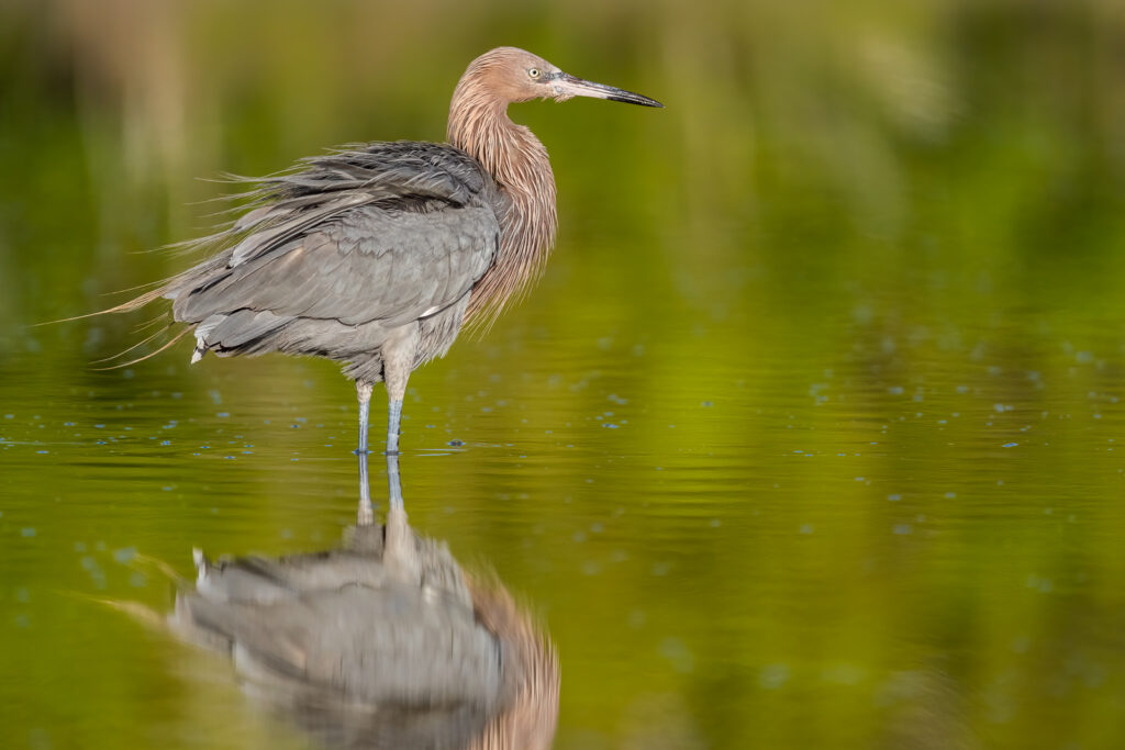 reddish egret everglades