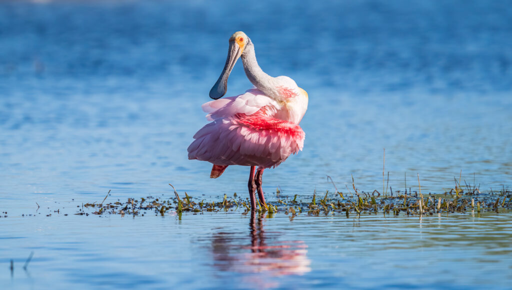 roseate spoonbill everglades