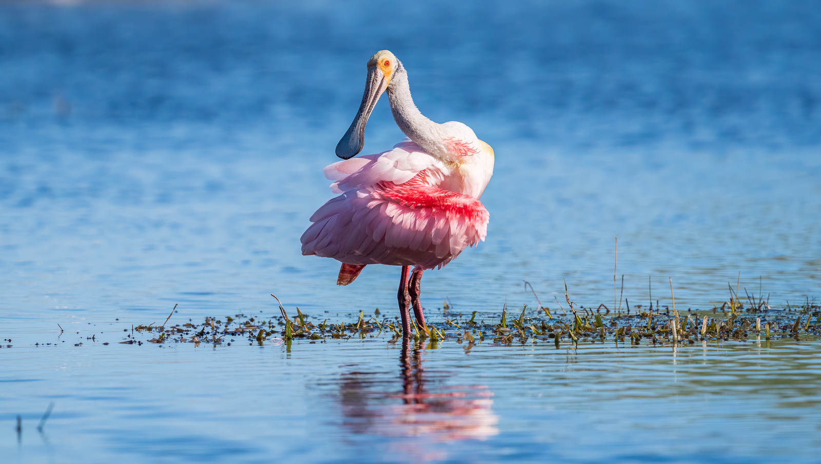 roseate spoonbill Florida wildlife