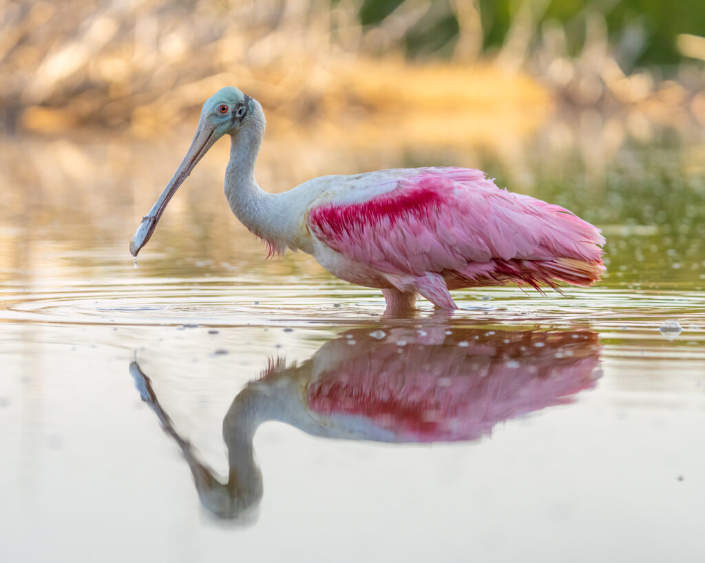 roseate spoonbill foraging for food