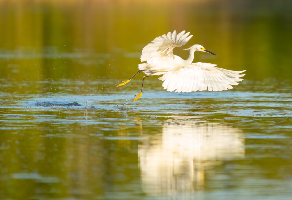 snowy egret everglades