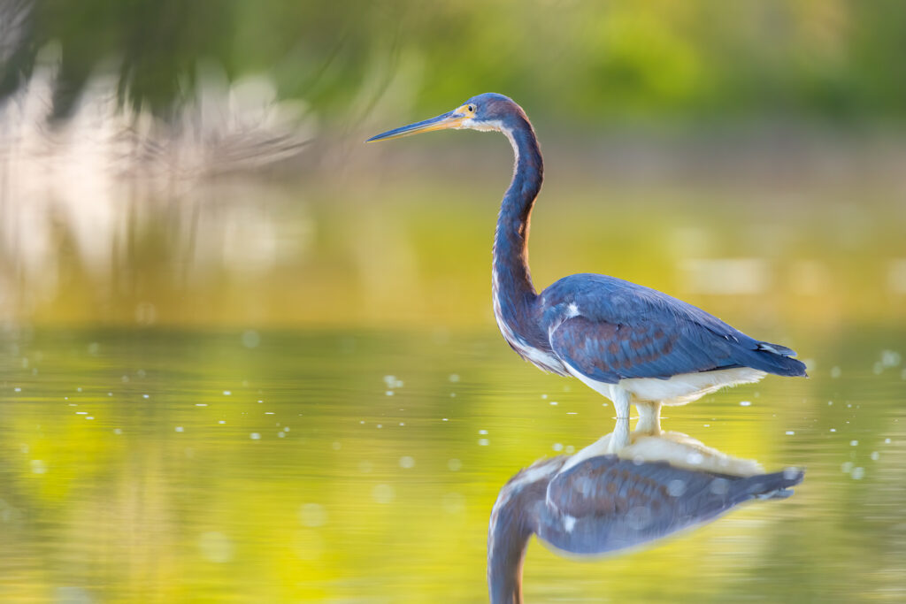 tricolored heron everglades