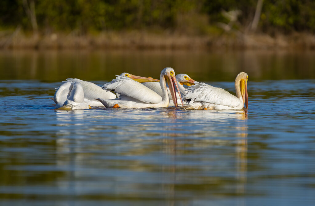 white pelicans everglades