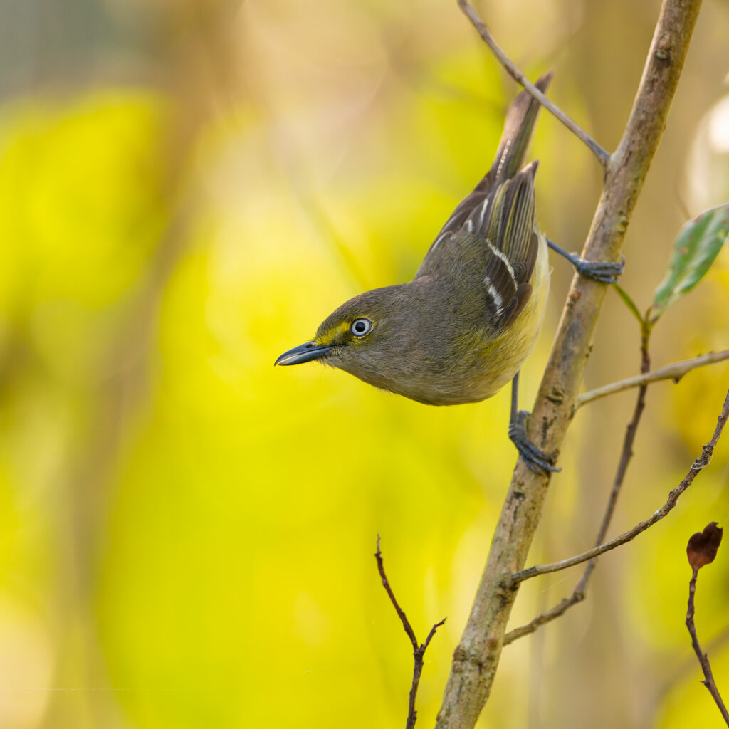 white eyed vireo everglades