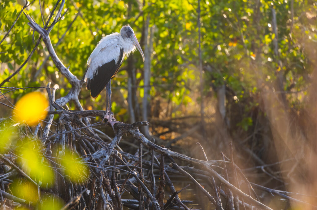 wood stork everglades