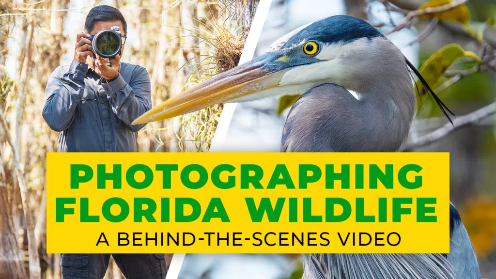 Photographing Florida wildlife