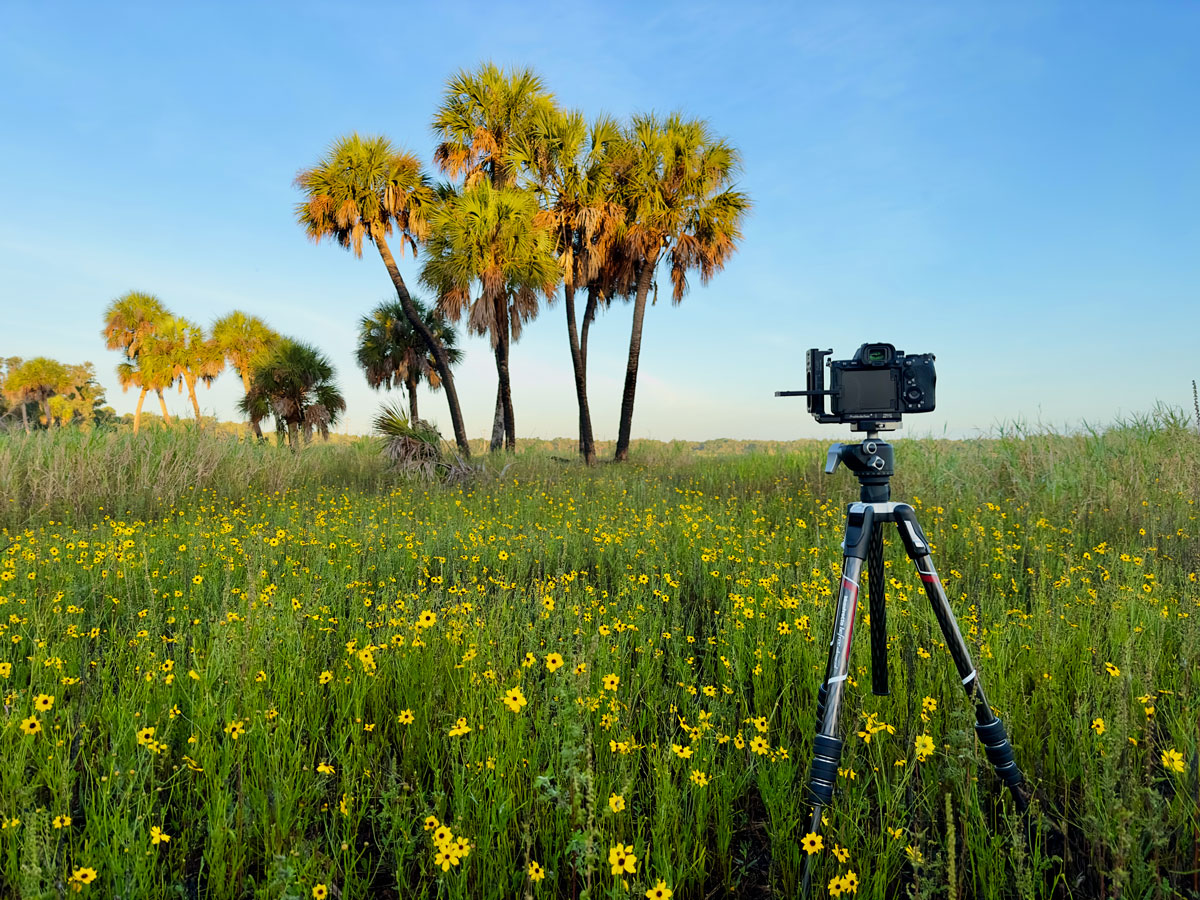 Myakka River state park wildflowers