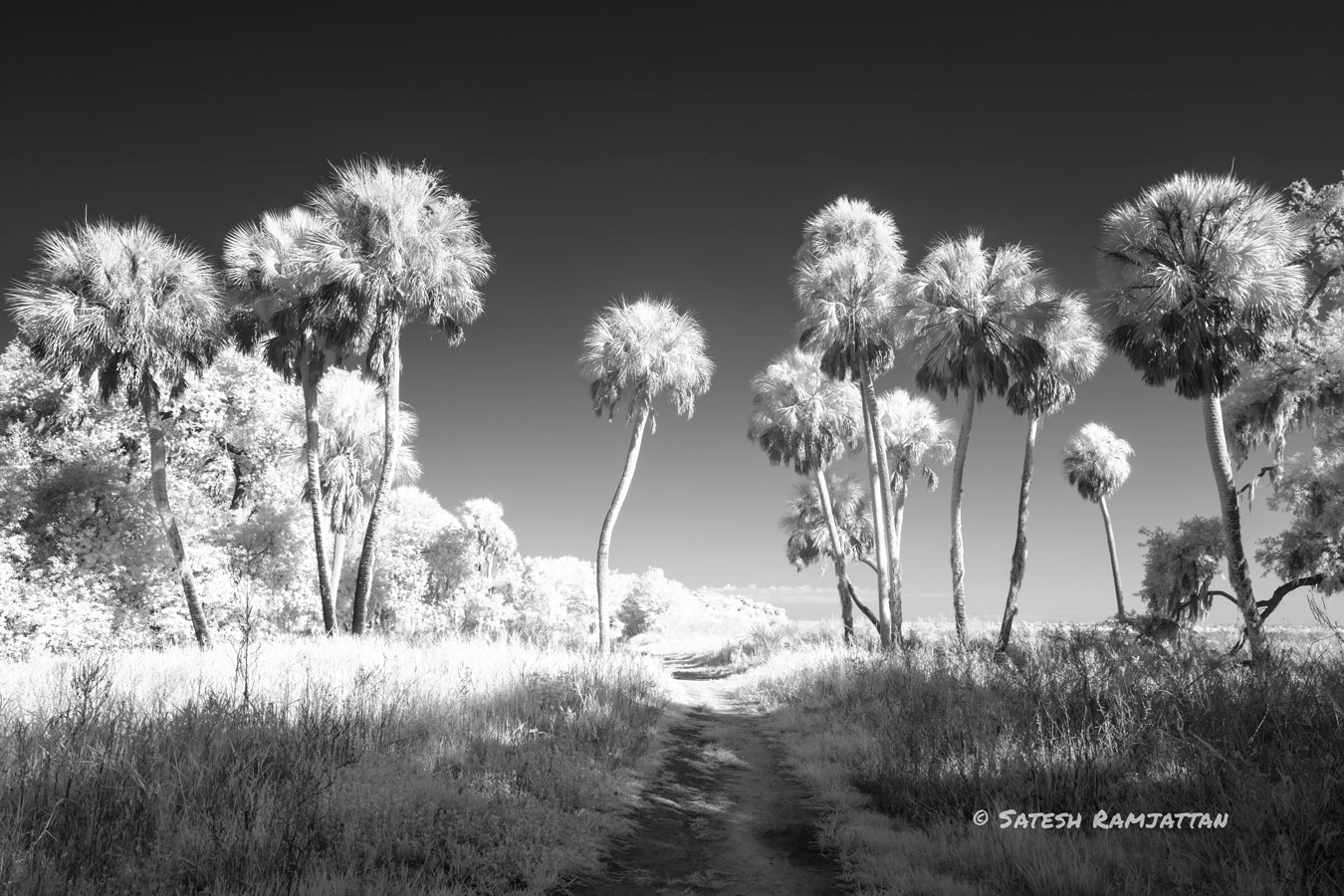 Florida landscape photography Sabal Palms 