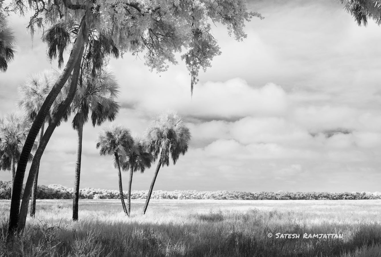 Myakka River Sabal Palms