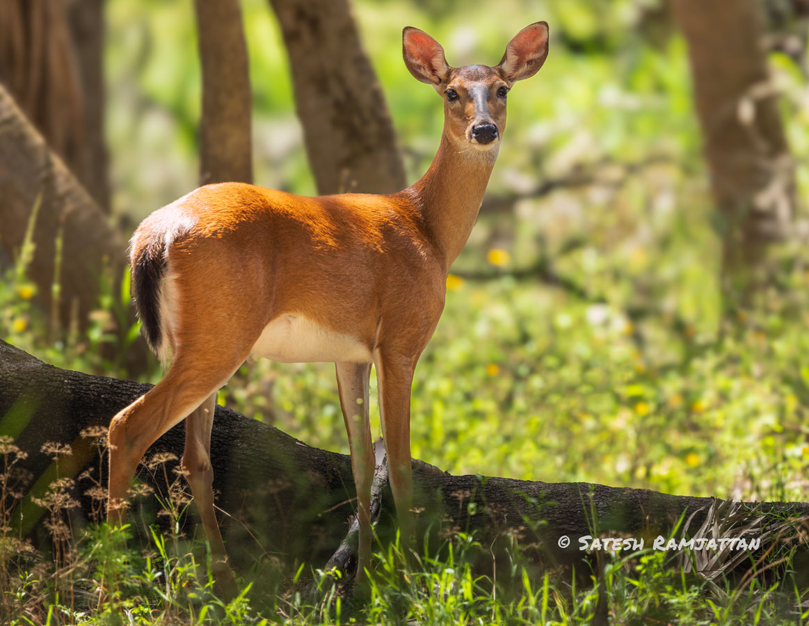 Florida Wildlife photo White tailed deer