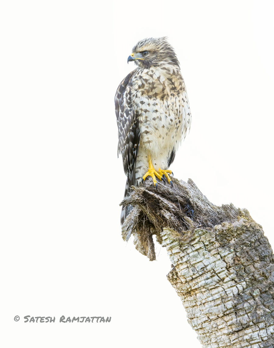 Florida Wildlife photo Red shouldered hawk