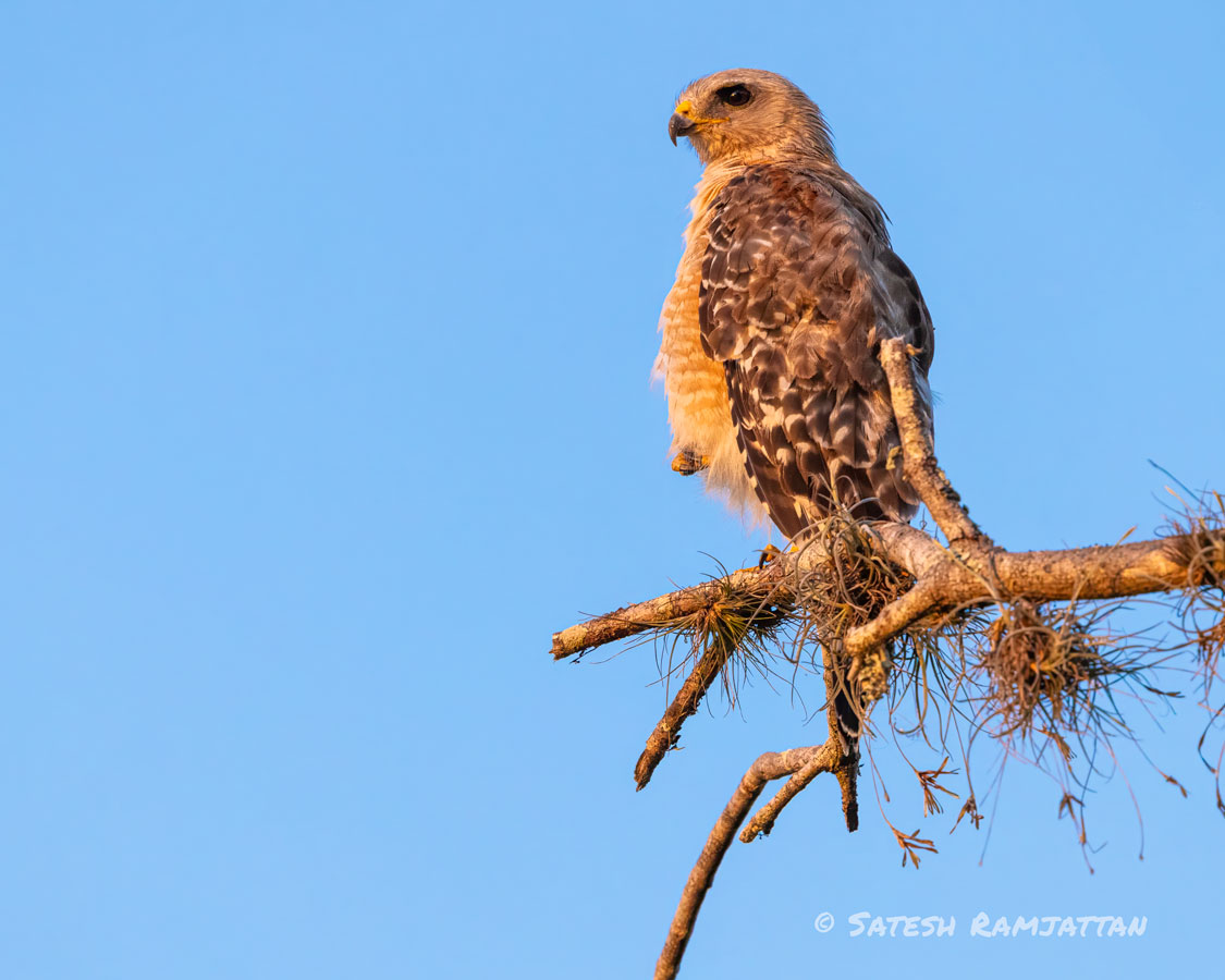 Red shouldered hawk