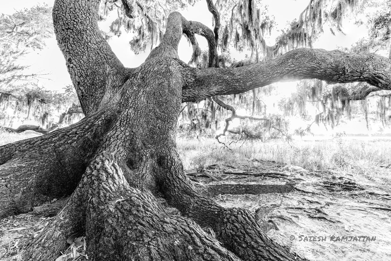 Live Oak Tree at Myakka River