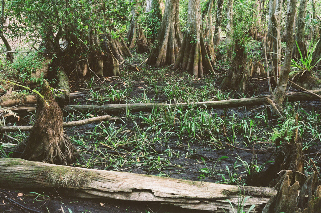 Big Cypress National Preserve 35mm film photo swamp bed