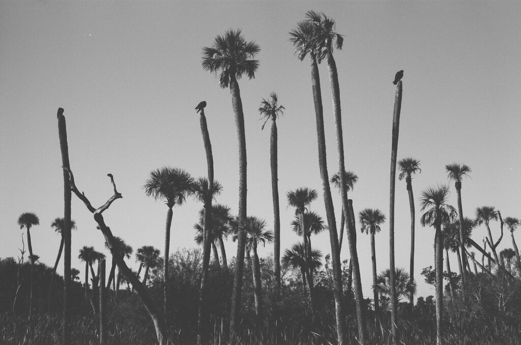 Florida landscape 35mm film photo ilford hp5 black and white