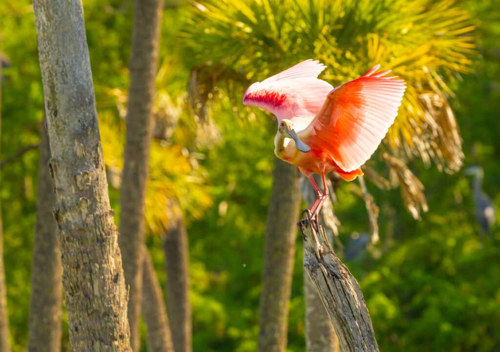 Roseate Spoonbill ready to fly at Orlando Wetlands