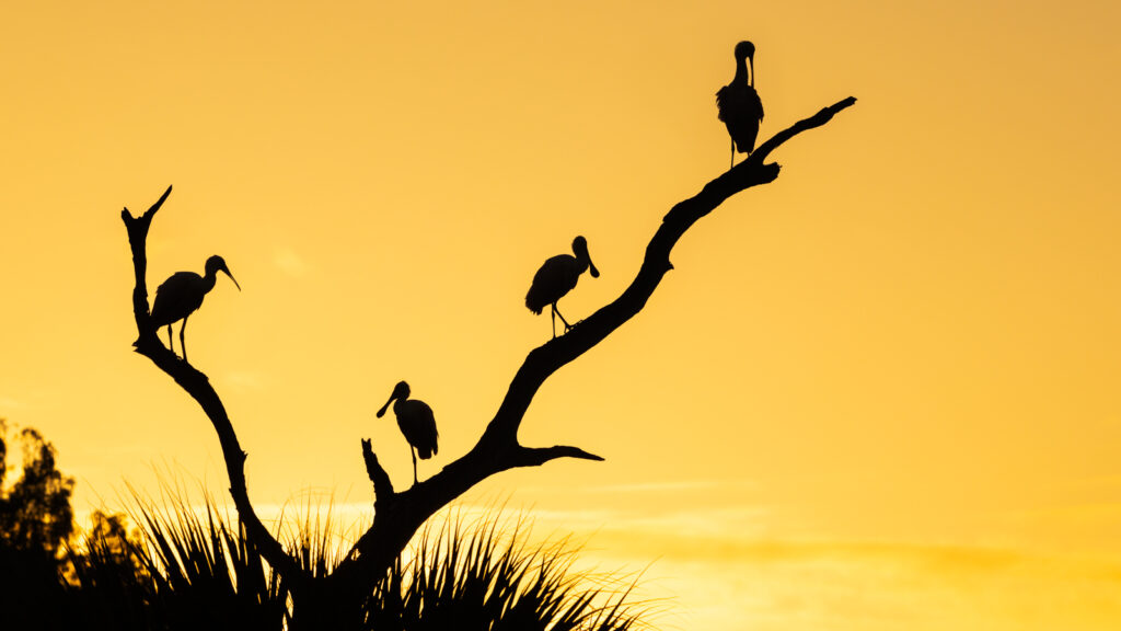 Roseate Spoonbills in silhouette at sunrise at Orlando Wetlands