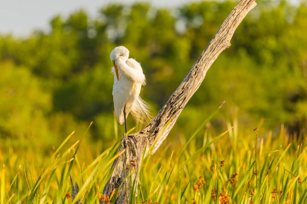 White Egret preening at the Orlando Wetlands