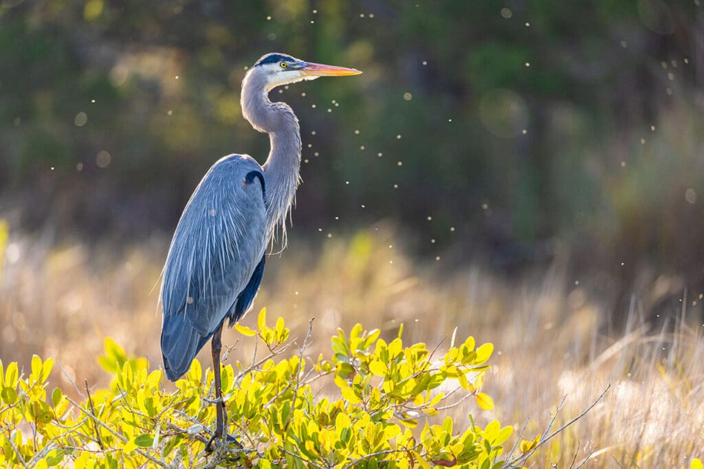 Photo of a Great Blue Heron in Florida