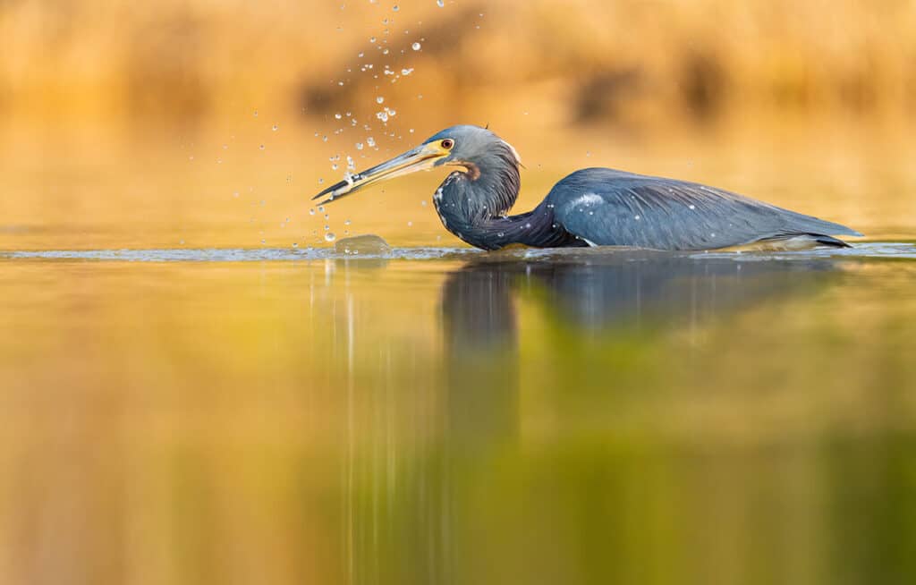 Tricolored Heron hunting for fish at a Florida pond in the Everglades