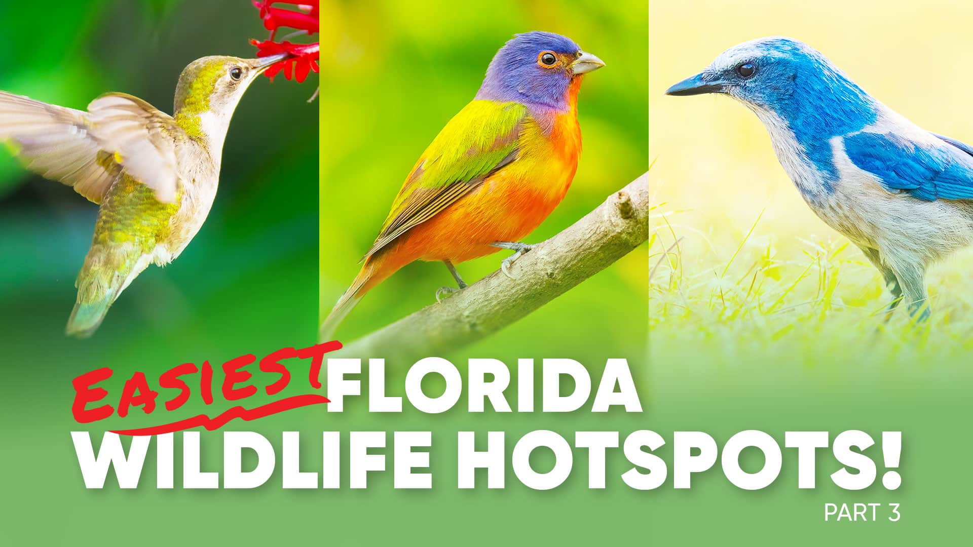 Florida wildlife photography locations