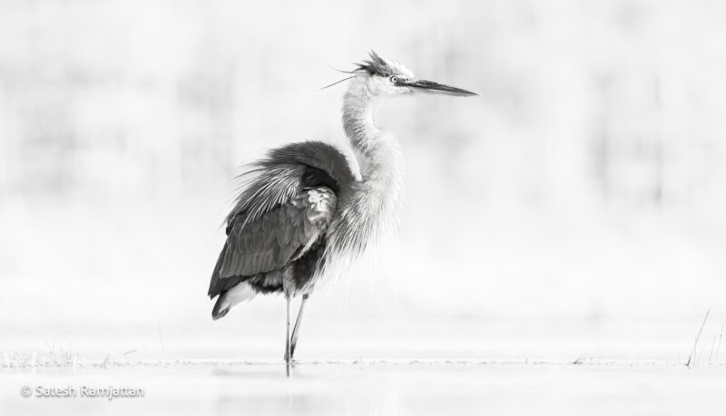 Florida Great blue heron high key photo