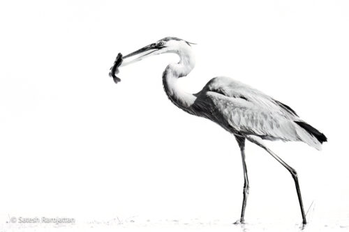 Great Blue heron black and white print