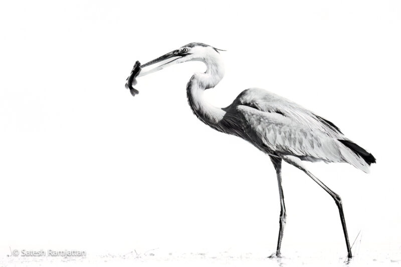 Great Blue heron black and white print
