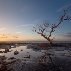 Bald Mangrove at Golden Hour from The Florida Keys