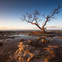 Bald Mangrove at Golden Hour from The Florida Keys