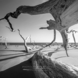 Boneyard Beach Big Talbot Island