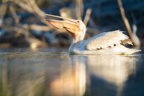 Florida White pelican photograph